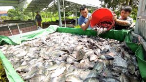Rezeki Nomplok! Penjualan Ikan Meroket Jelang Tahun Baru!