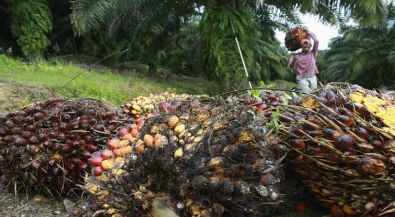 Rahasia Sawit RI: Produksi CPO Melonjak Drastis!