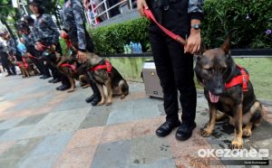 Rahasia Gajih Anjing SCBD! Lebih Tinggi dari UMR?