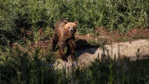 Beruang Ganas Serang Nenek di Kebun!