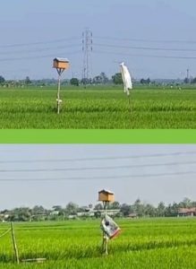 Serangan Tikus Kalah Telak! Rahasia Panen Melimpah Ini Bikin Petani Senang