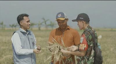 Stok Beras RI Melimpah! Rahasianya?