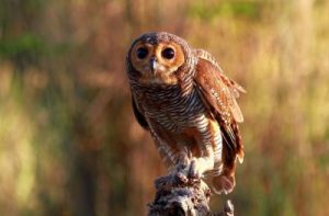 Serbuan 1000 Predator Sayap!  Sawah Aman dari Tikus?