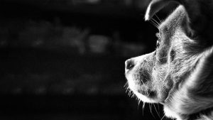 Anjing Dikulik Hidup-hidup, Polisi Buru Pelaku!