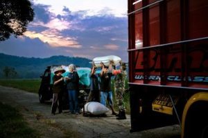 Rahasia BULOG: Tetap Serap Gabah Meski...