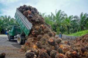 Revolusi Hijau Sawit: Pabrik Biogas Raksasa di Sumut!