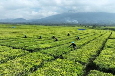 Kebun Teh Jadi Sawit? PTPN Buka Suara! 1 Kebun Teh Jadi Sawit? PTPN Buka Suara!