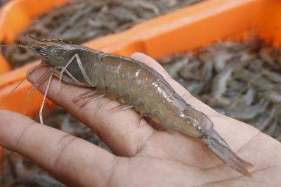 Udang RI Ditolak AS? Impor Balik Naik Gila!