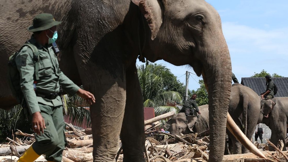 Gajah Sumatra Tersenyum! RS Canggih India Hadir di Way Kambas!