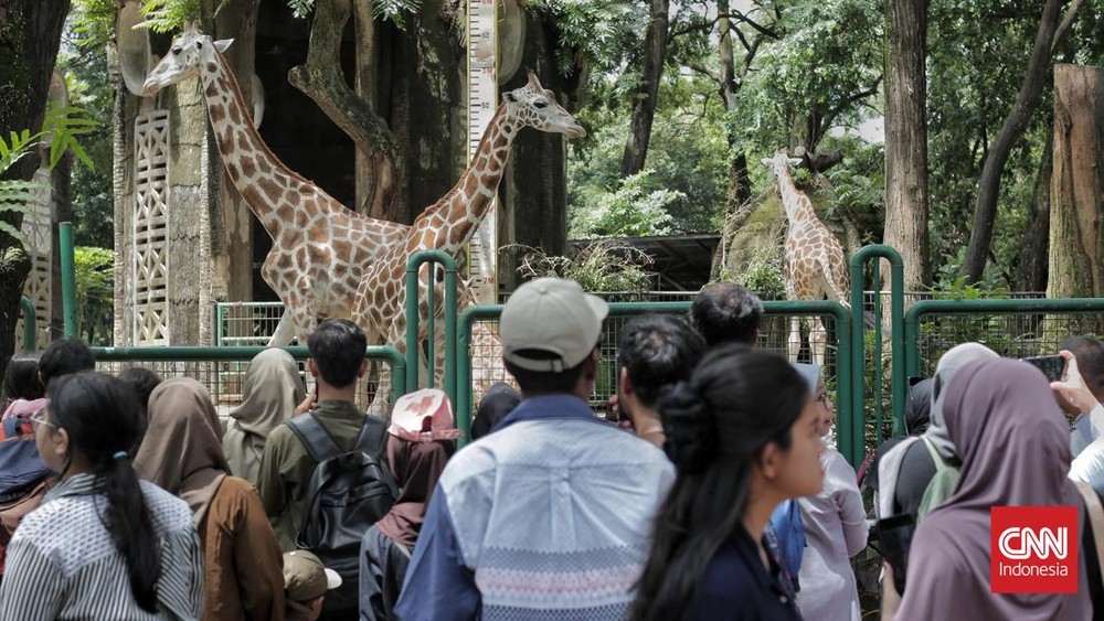 Wow! Ragunan Diserbu Ratusan Ribu Pengunjung di Awal 2026!