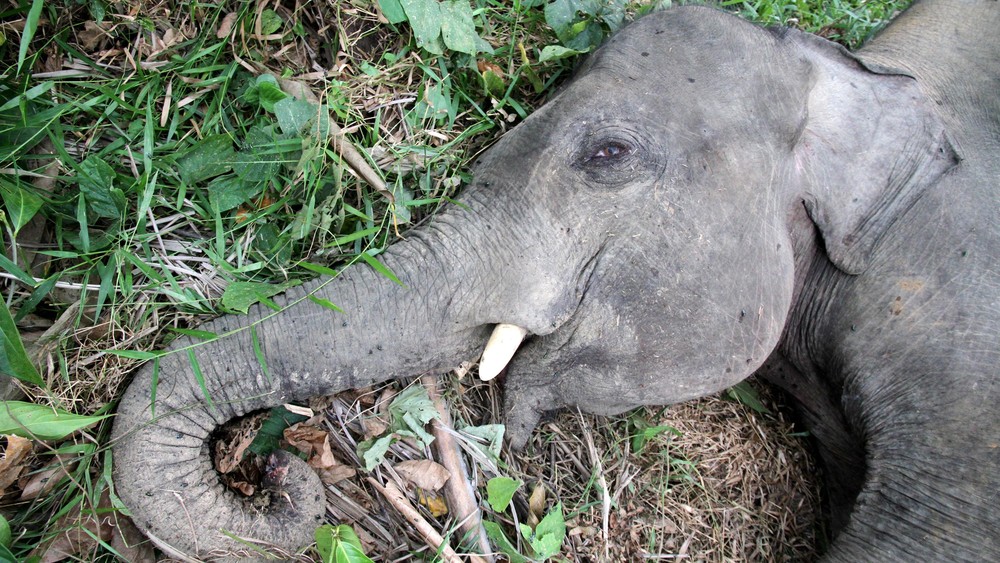 Menhut Murka! Pembunuh Gajah Tanpa Kepala di Riau Dikejar Habis