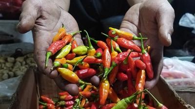 Pedasnya Harga Cabai Rawit! Bapanas Ungkap Biang Keroknya 1 Pedasnya Harga Cabai Rawit! Bapanas Ungkap Biang Keroknya