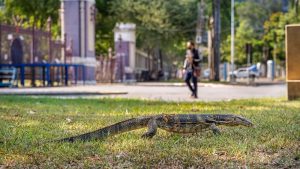 Dikira Mayat, Ternyata Ini yang Digendong Pria Tambora!