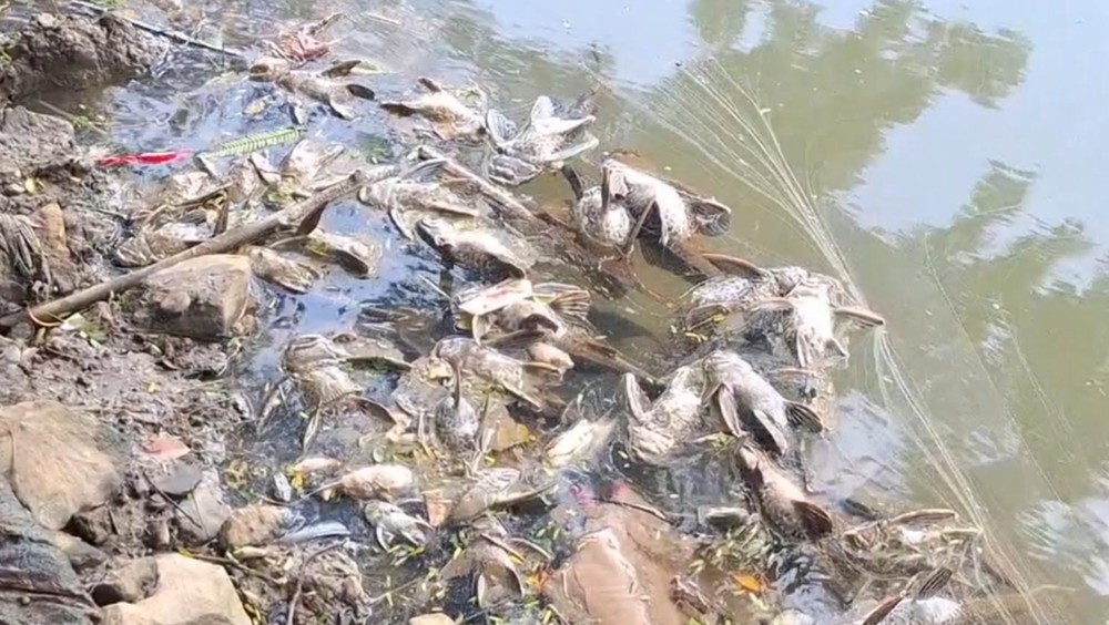 Skandal Cisadane: Ikan Mati, Gudang Kimia Tak Berizin!