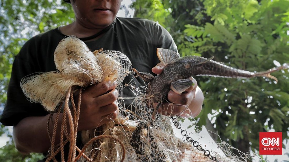 Sekda DKI Gegerkan Ciliwung! Ikan Sapu-sapu Jadi Ancaman Serius?