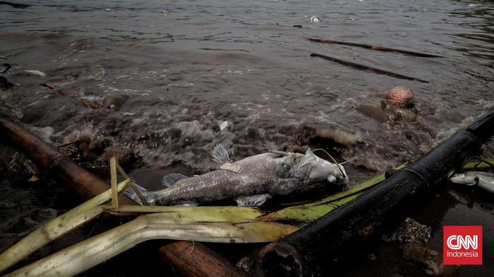 Cisadane Darurat! Eco Enzim & 5000 Ikan Dikerahkan!