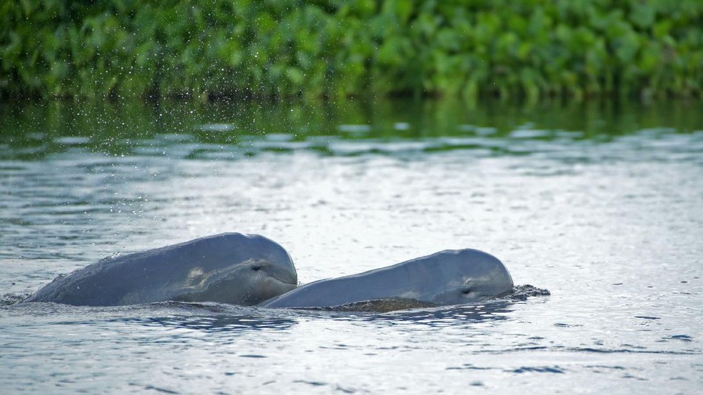 Penyelamatan Dramatis Pesut Mahakam: Hanya 66 yang Tersisa!