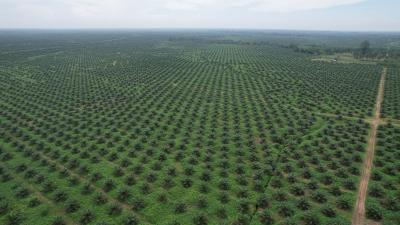 BUMN Sawit Cetak Rekor! Aset Produktif, Untung Berlipat!