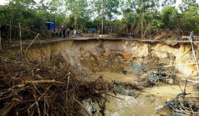 Heboh! 35 Ha Lahan Terlantar Jadi Emas Hijau, PETI Tumbang