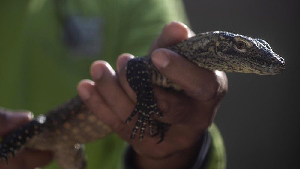 Geger! 20 Komodo NTT Dijual Rp10 Miliar ke Thailand!