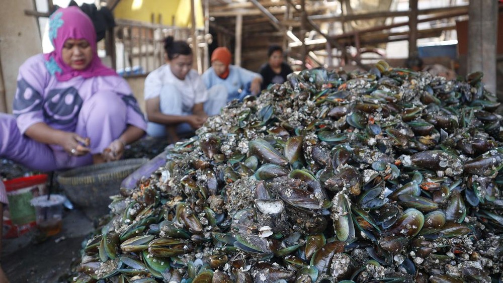 Fantastis! Sampah Kerang Jakarta Jadi Paving & Suvenir