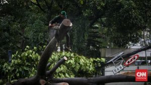 Jagorawi Mencekam! Badai Robohkan Pohon, Macet Horor!