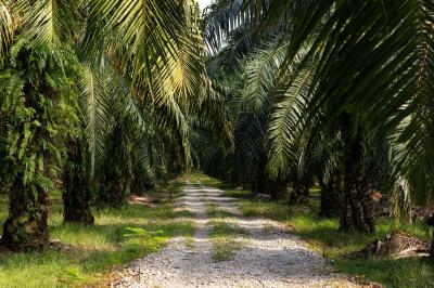 Bukan Sekadar Tanam, Petani Sawit RI Kini Panen Raya!