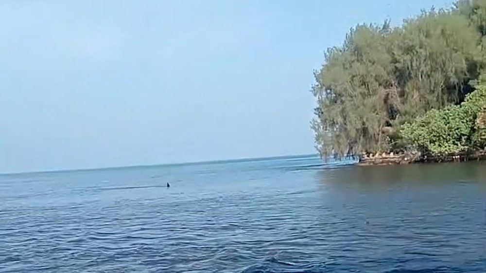 Gelombang Tsunami Hantam Halmahera Barat Usai Gempa M7,6!